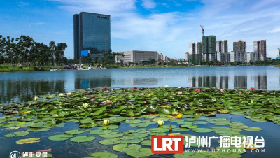 泸州经验④丨如何打造“会呼吸”的海绵城市​?